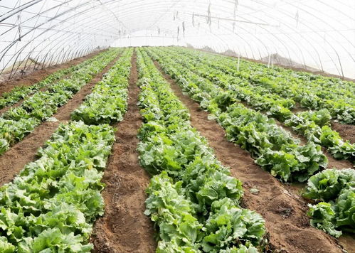 北京順義農商對接機制 保障農產品直達百姓菜籃子