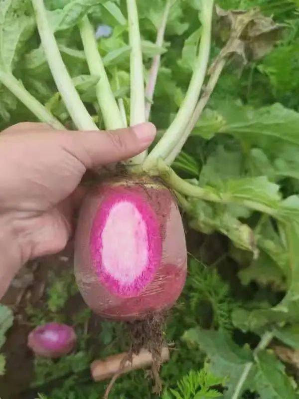 扎實(shí)開(kāi)展農(nóng)產(chǎn)品質(zhì)量安全抽檢活動(dòng)，筑牢初級(jí)農(nóng)產(chǎn)品安全防線(xiàn)