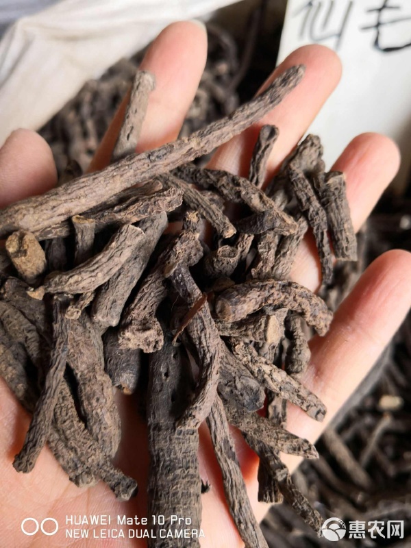 仙茅 優質初級農產品，量大從優，健康養生的明智之選