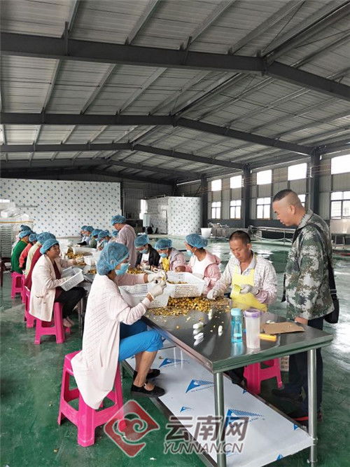 從泥土到金磚 云南某鄉以初級農產品加工撬動脫貧致富路